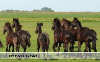 Op welk (emotie)paard rij jij?